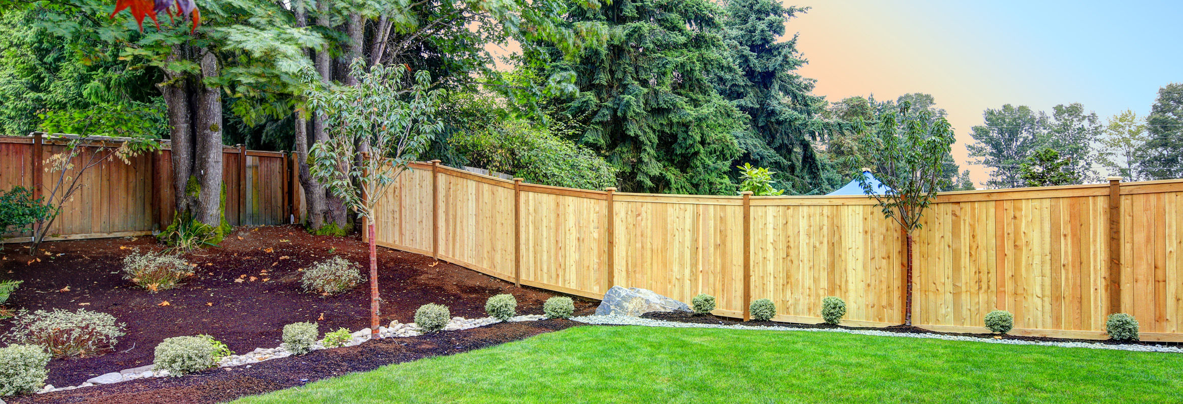 Beautiful trees planted in a backyard