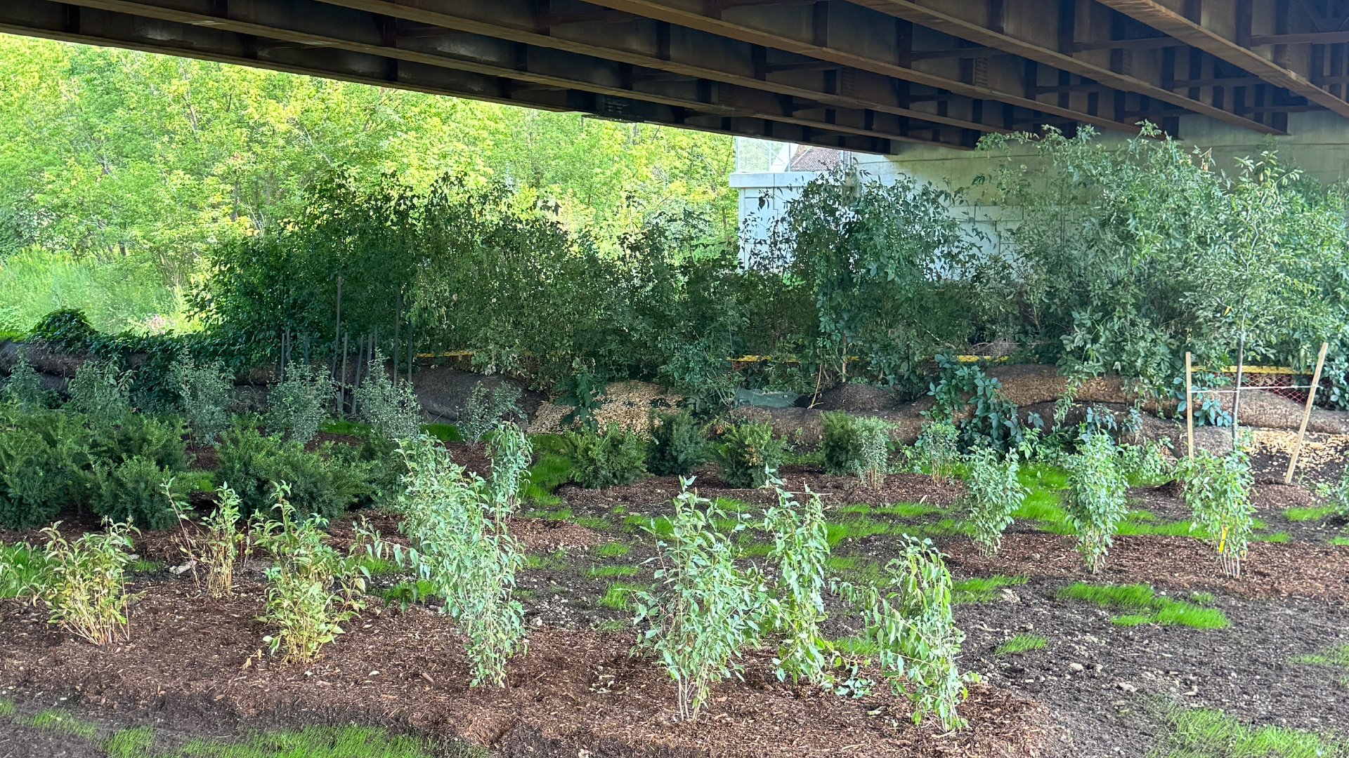 Enhanced vegetation and irrigation to support natural habitat and passage