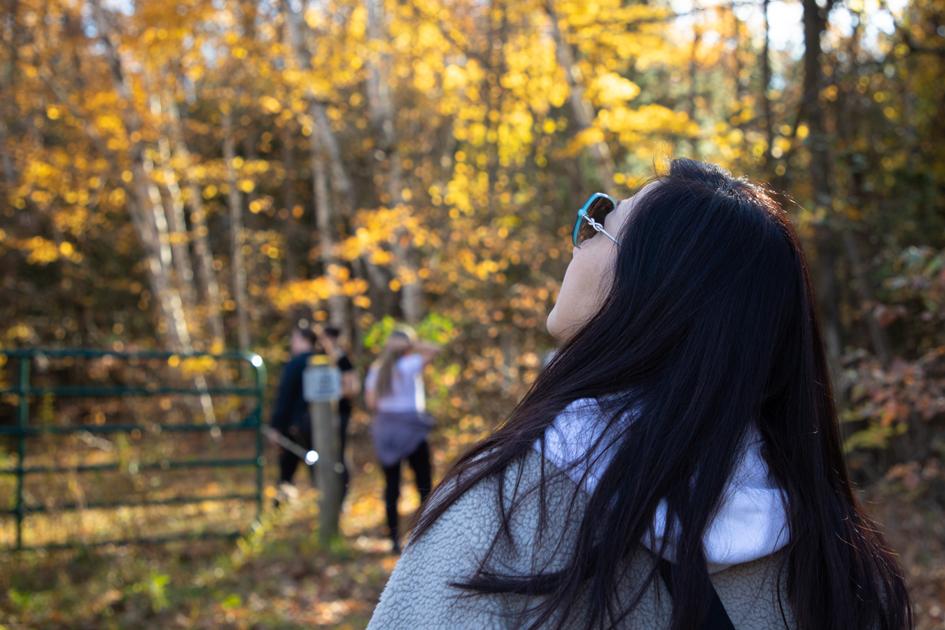 Walking in the beautiful fall forest