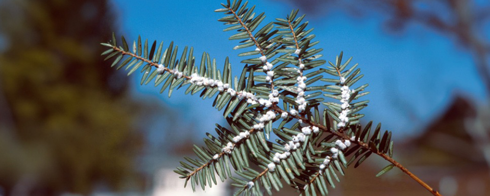 Hemlock Woolly Adelgid
