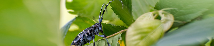 Asian Longhorned Beetle