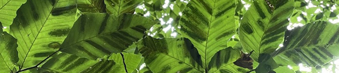 Beech Leaf Disease