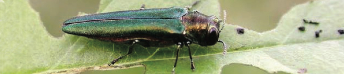 Emerald Ash Borer