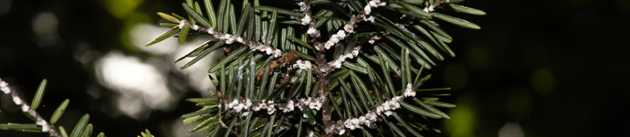 Hemlock Woolly Adelgid