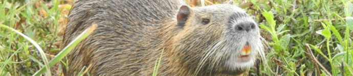 Nutria