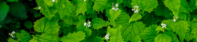 Garlic Mustard
