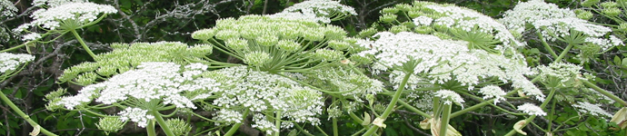 GiantHogweed