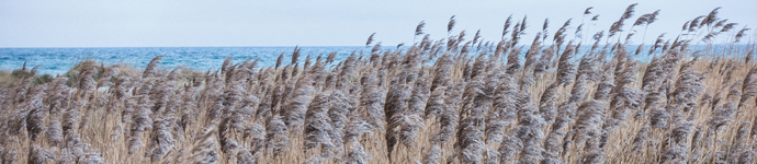 Phragmites