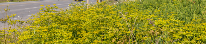 Wild Parsnip
