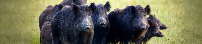 Wild Pigs