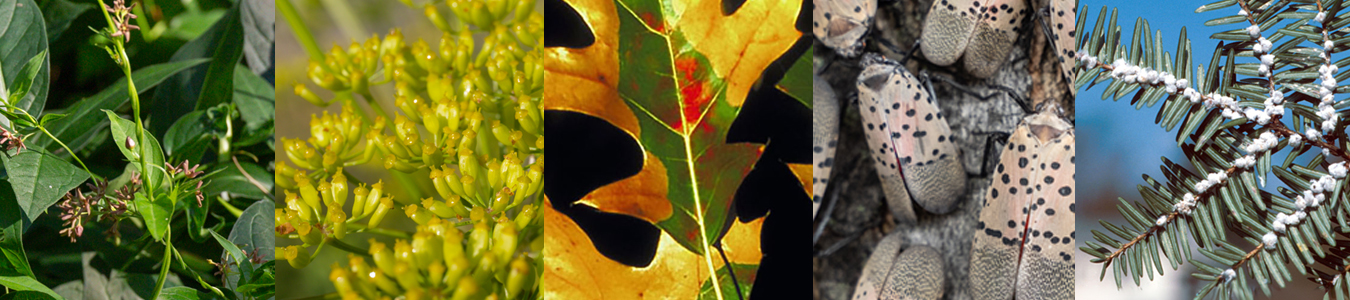 a collection of invasive species from ontario