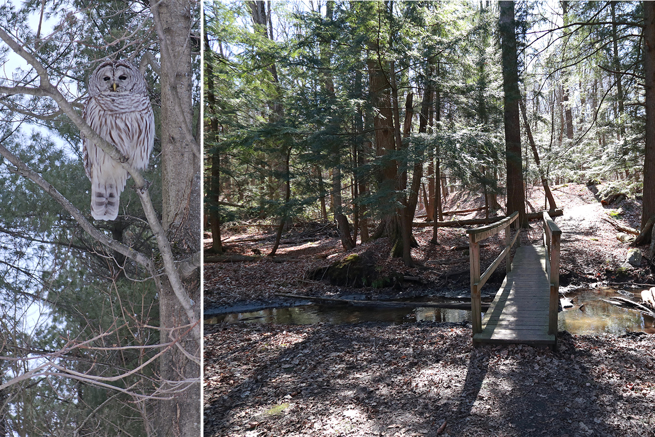 An owl, sunny forest
