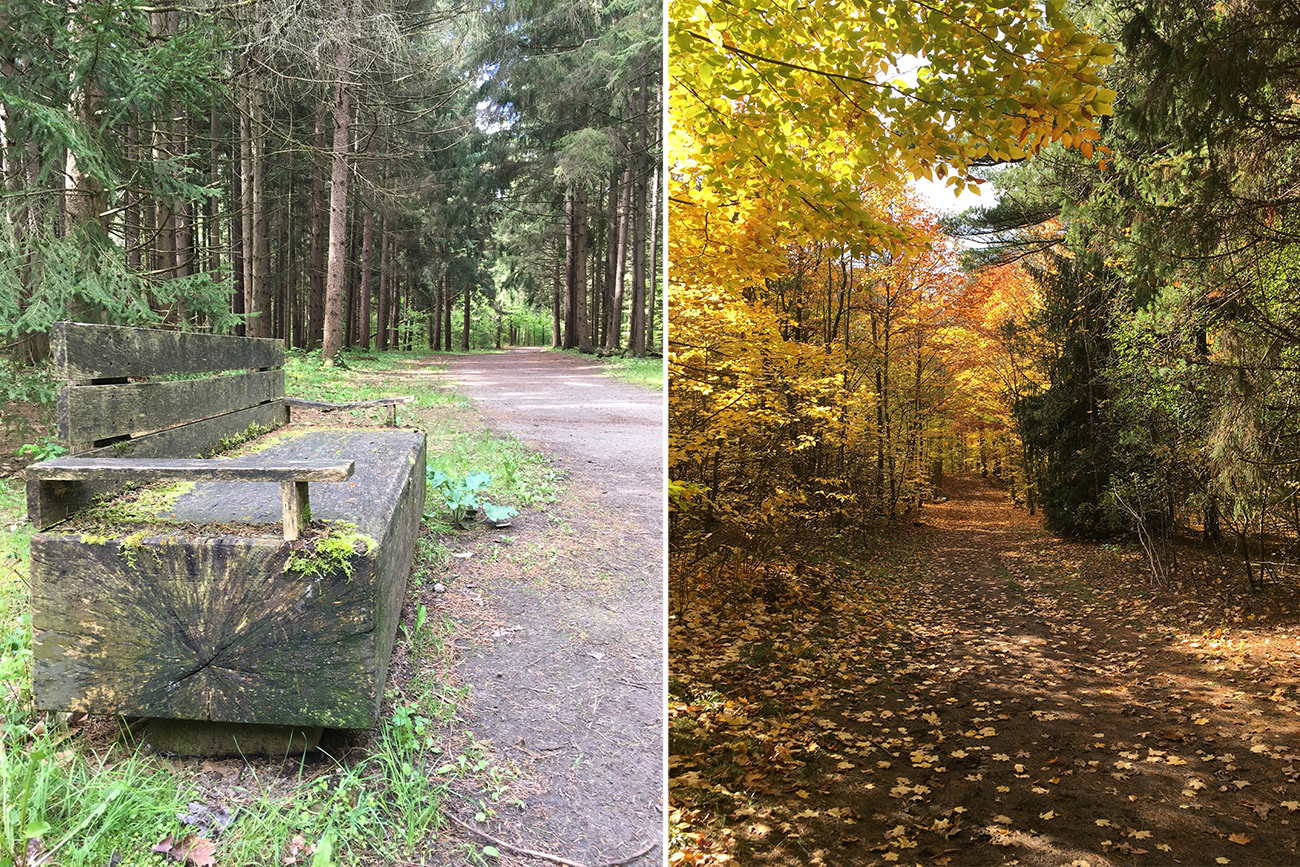 custom wood bench, fall forest