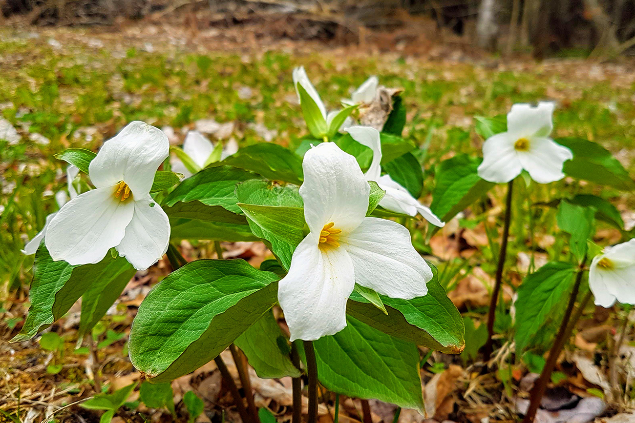 Trilliums in the forest