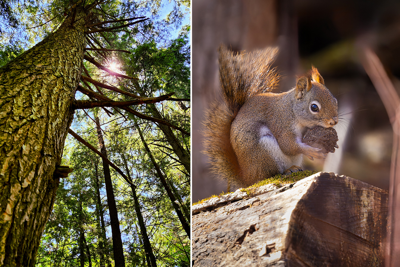 beautiful tree, squirrel eating a nut