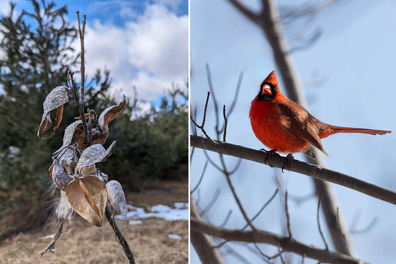 Milkweed, Cardinal