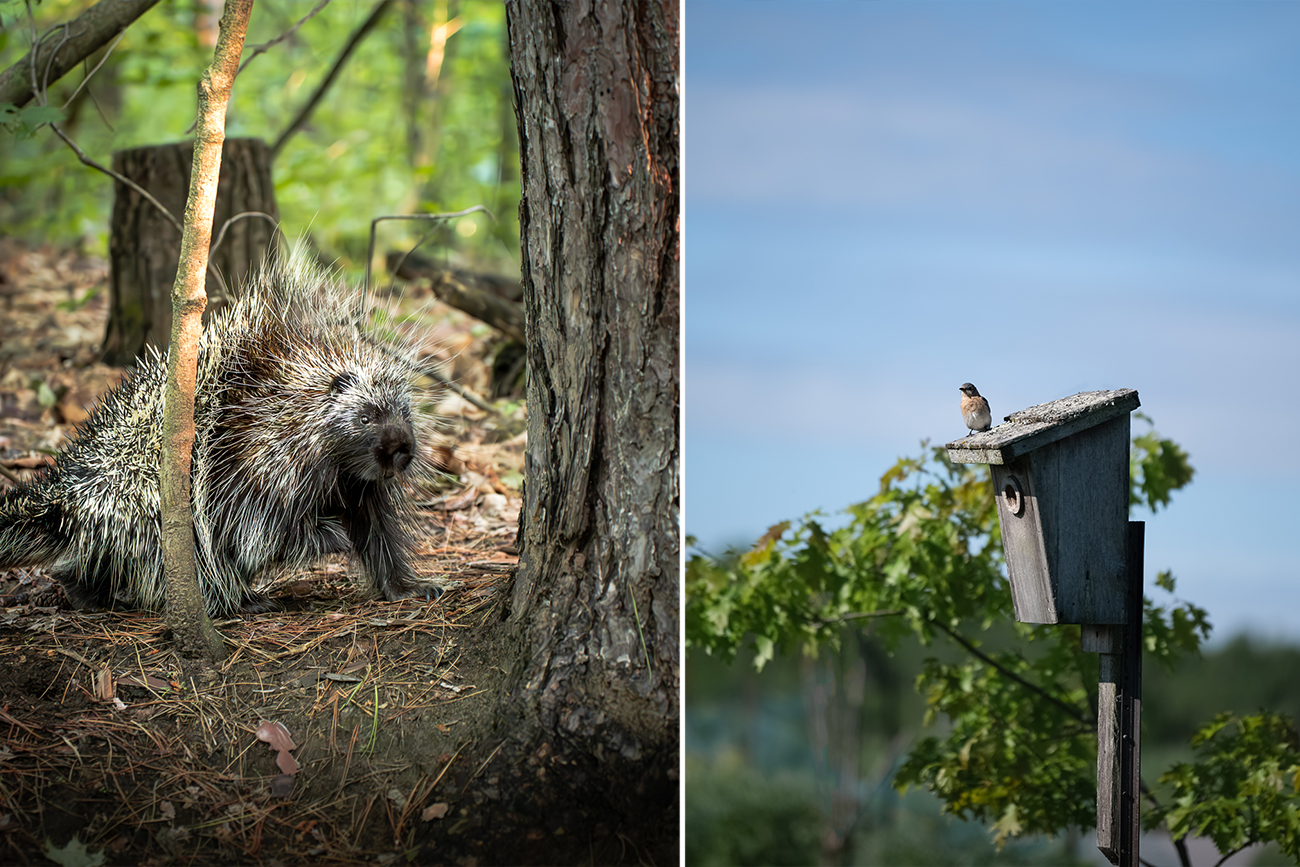 porcupine, little bird