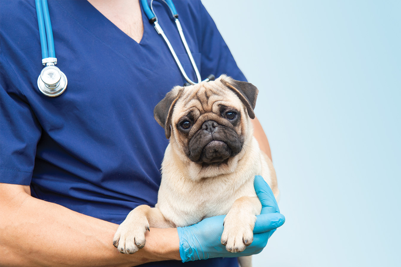 Dog being held in a vet's arms
