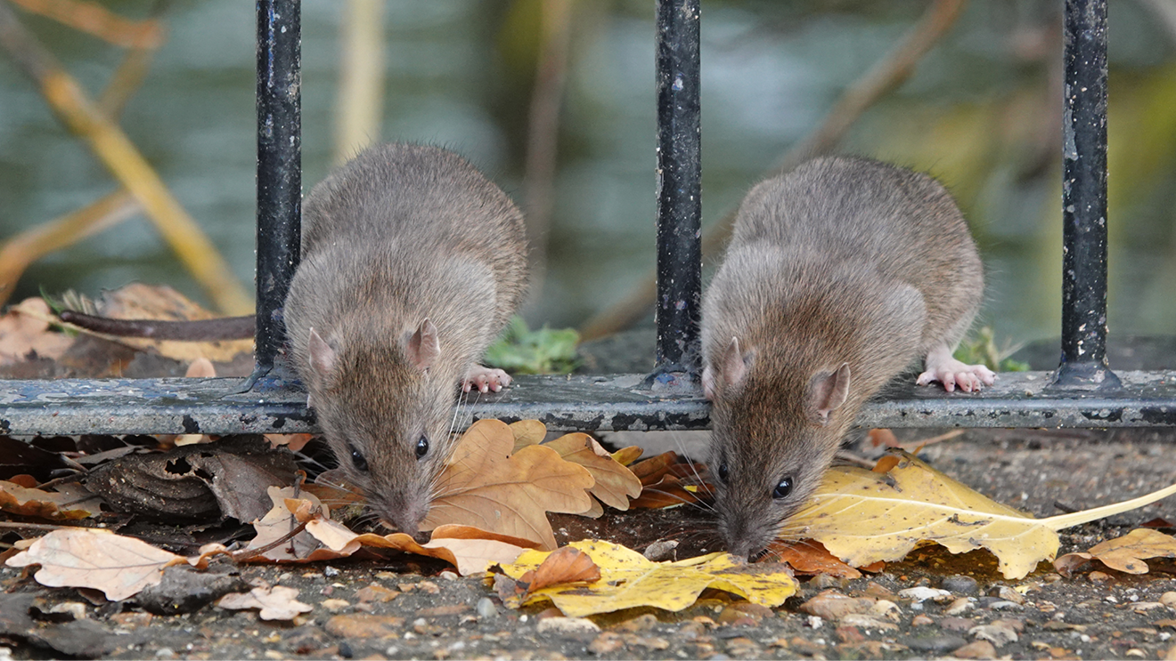 Image of two Rodents