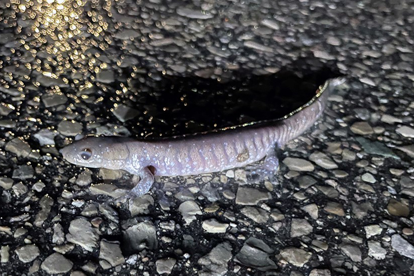 Jefferson Salamander