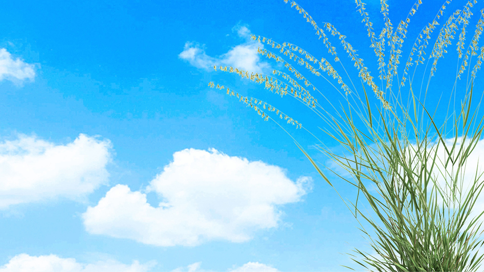 Salt Smart Plants