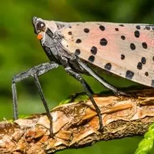 Spotted Lanternfly