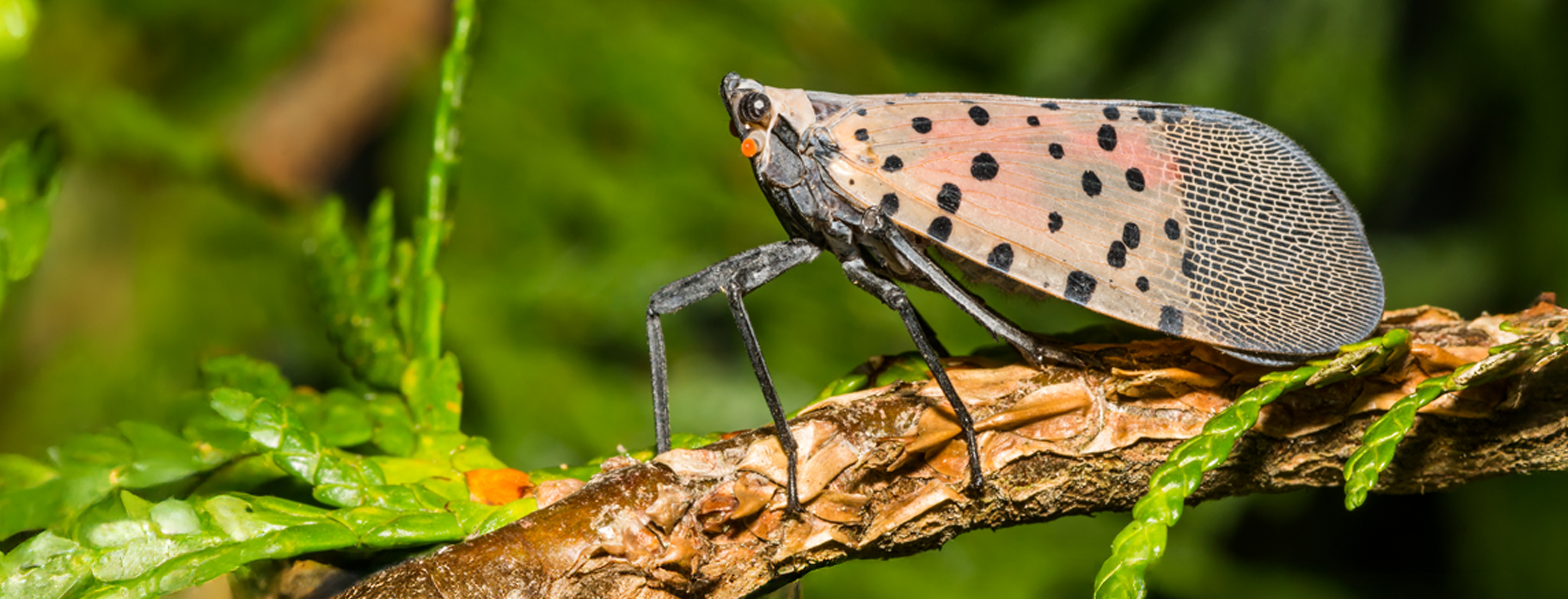 A Spotted Lanternfly sitting on a leaf