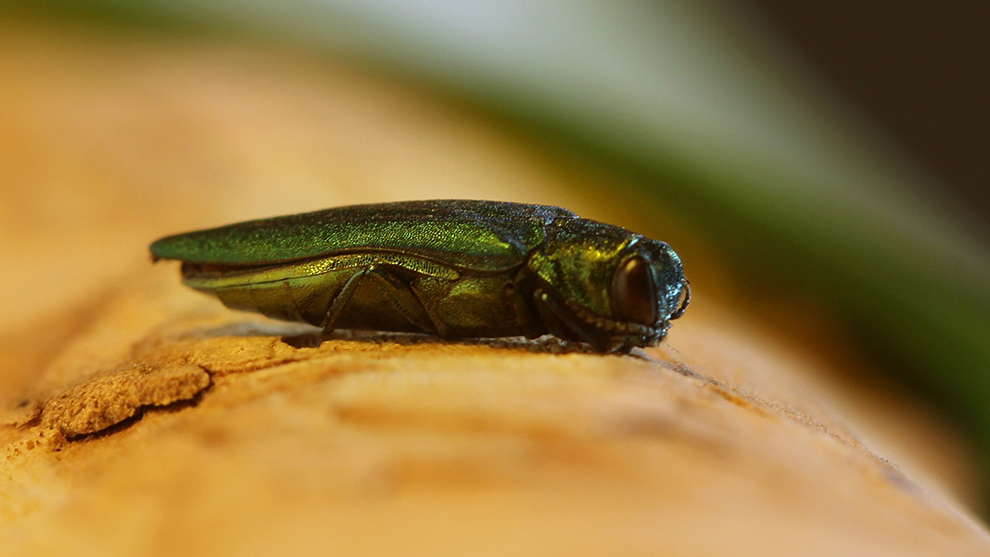 Forests | York Region