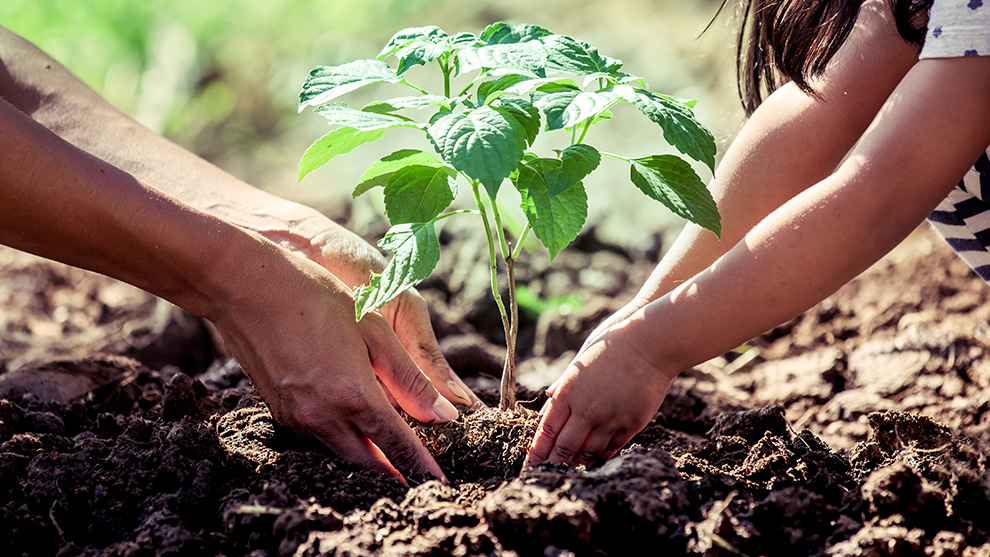 Tree Planting
