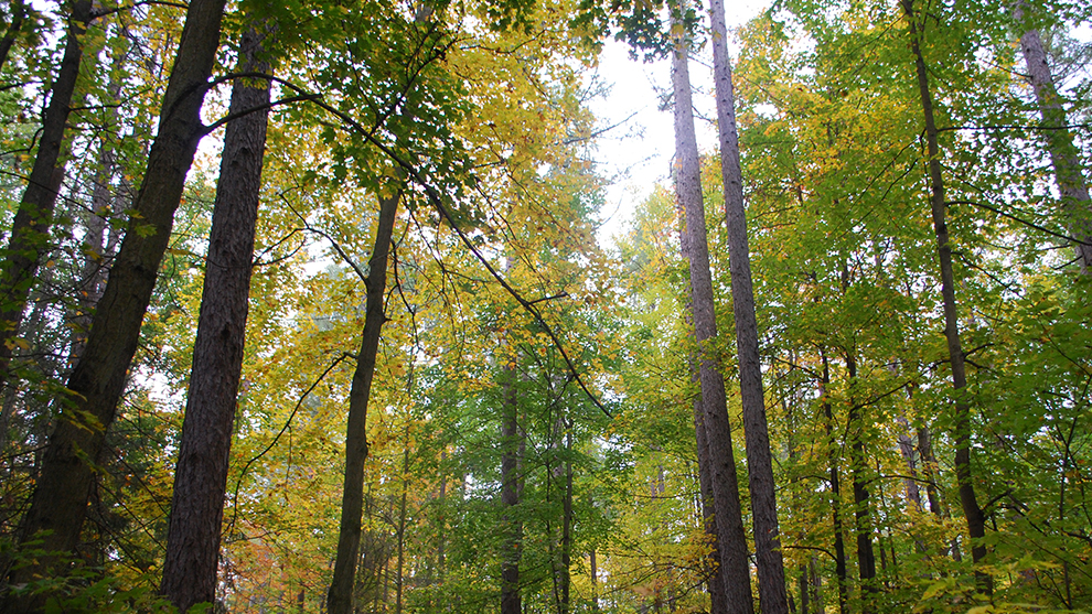 York Regional Forest