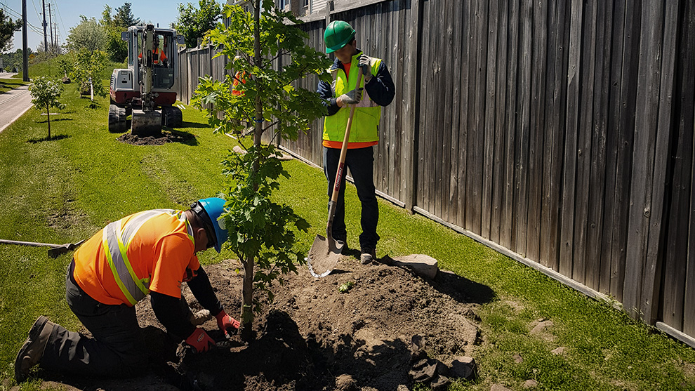 Two outdoor employees planting a tree