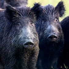 Wild Pigs