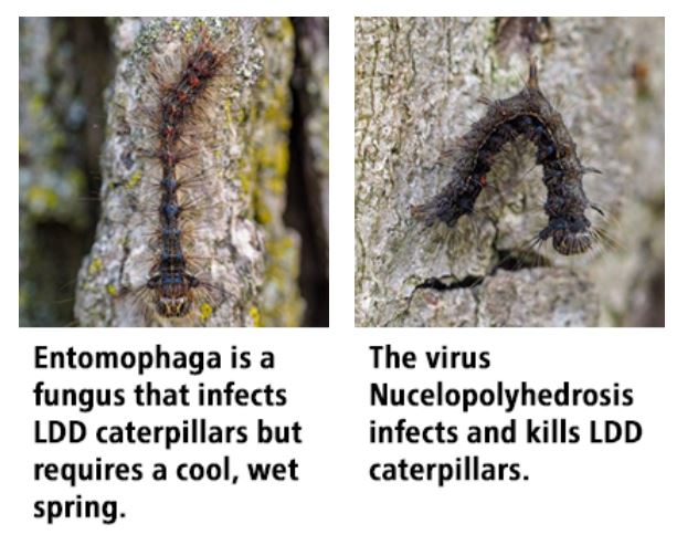 Spongy moths killed by natural enemies