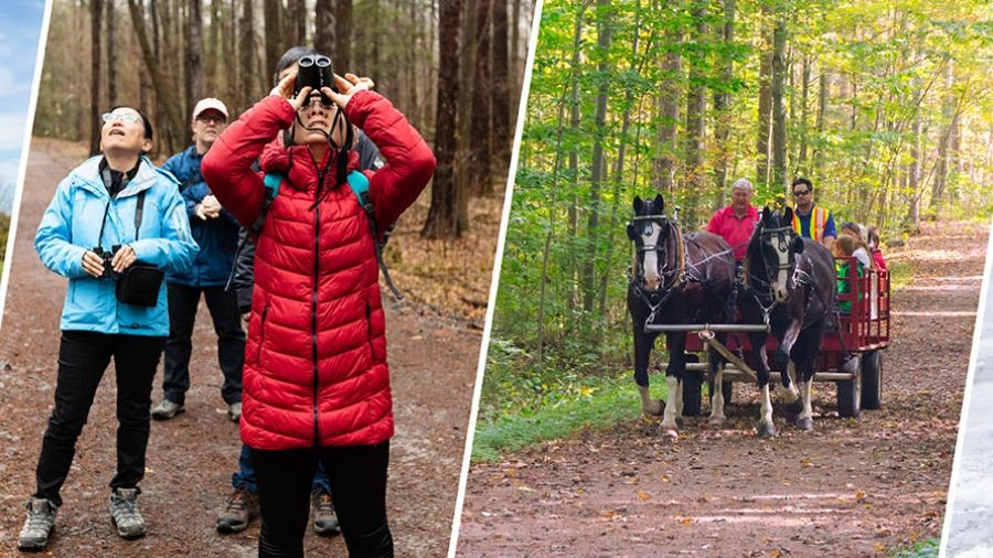 4 seasons of forest walks