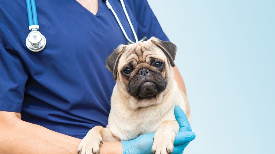 Dog being held in a vet's arms