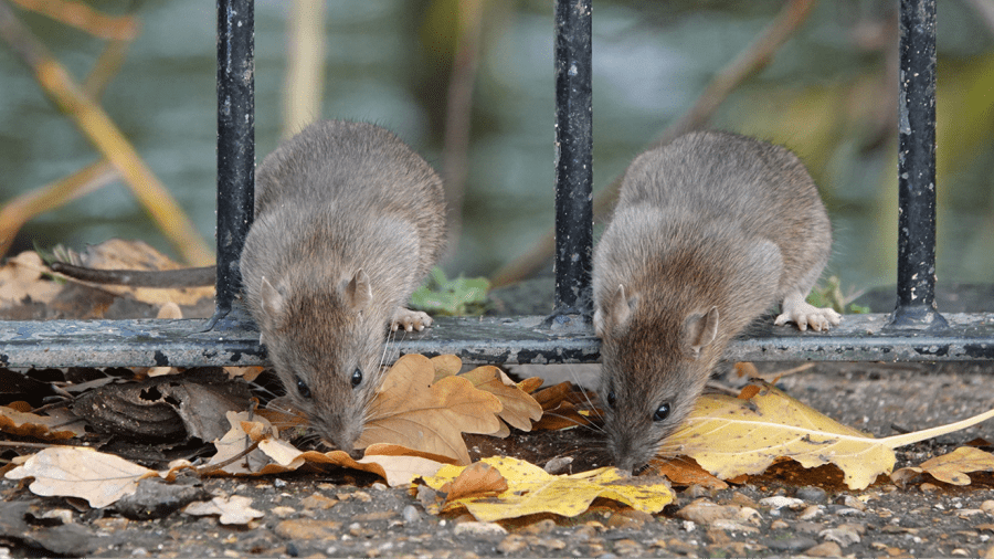 Image of two Rodents