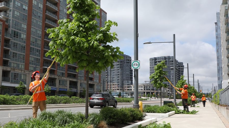 York Region staff member trimming street trees