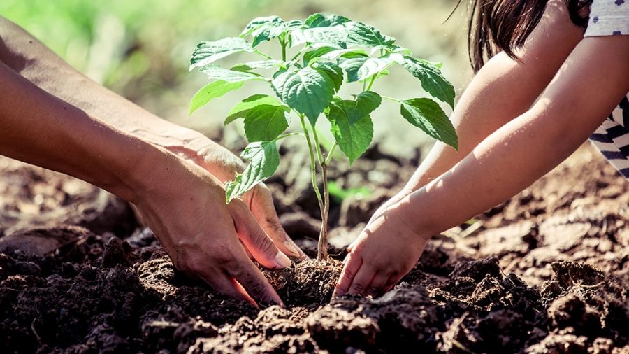 Tree Planting
