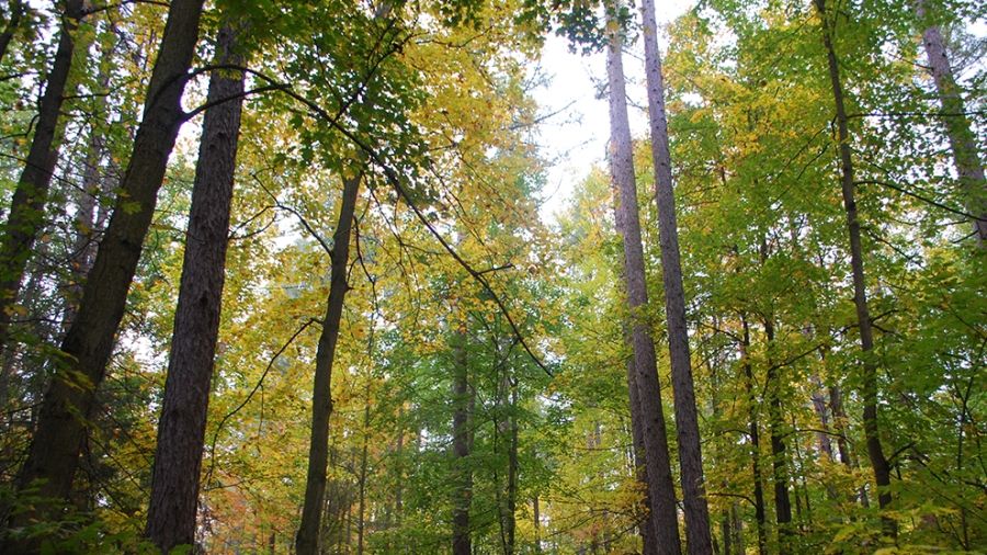 York Regional Forest
