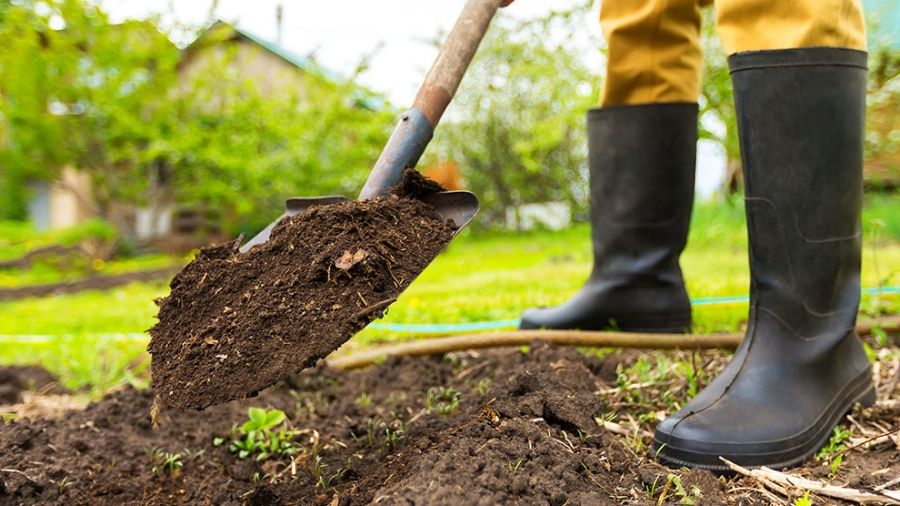 Digging with shovel in yard