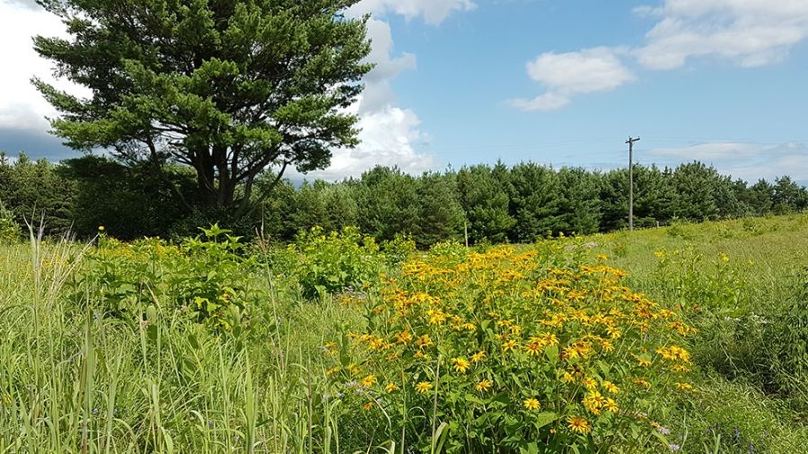 Meadow and forest