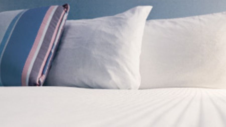Bed Bugs