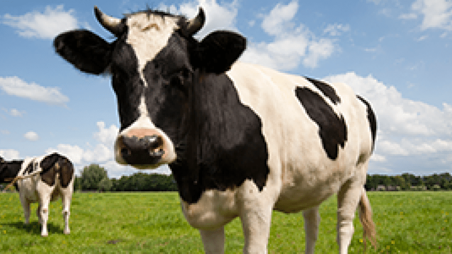Raw Milk