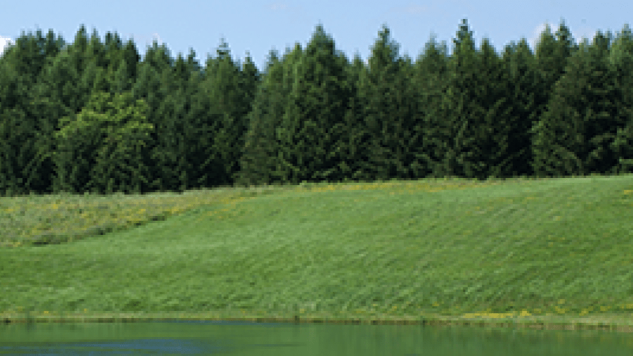 photo of green pine trees behind a grass hill that is in front of a pond.