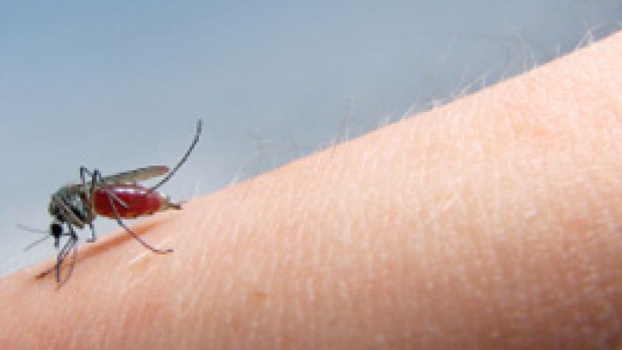 West Nile Virus