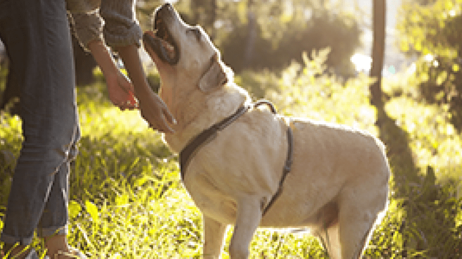A dog and person playing outdoors
