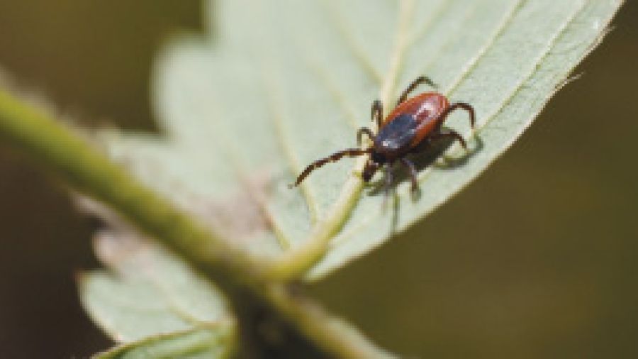 Lyme Disease