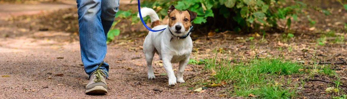 Dogs walking in York Regional Forest on-leash
