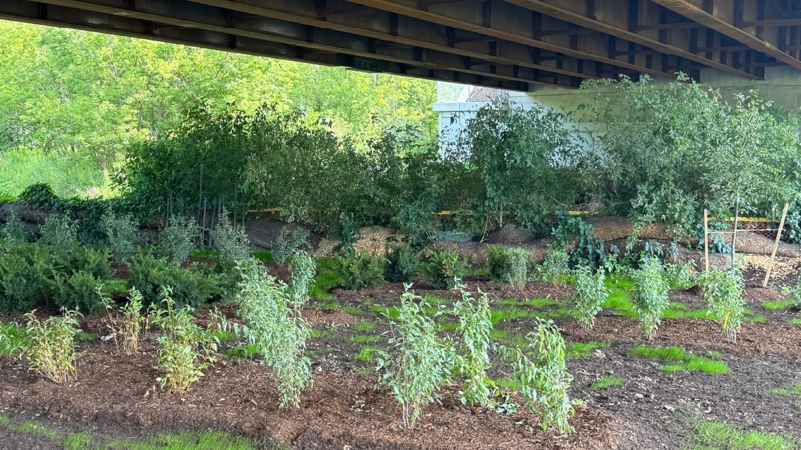 Enhanced vegetation and irrigation to support natural habitat and passage
