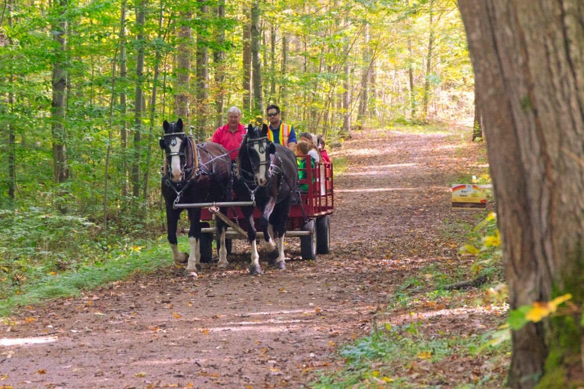 horse rides in the forest
